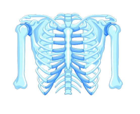 Training courses in medical imaging, radiotherapy and nuclear medicine fields (for radiographer, physicists and physicians) 